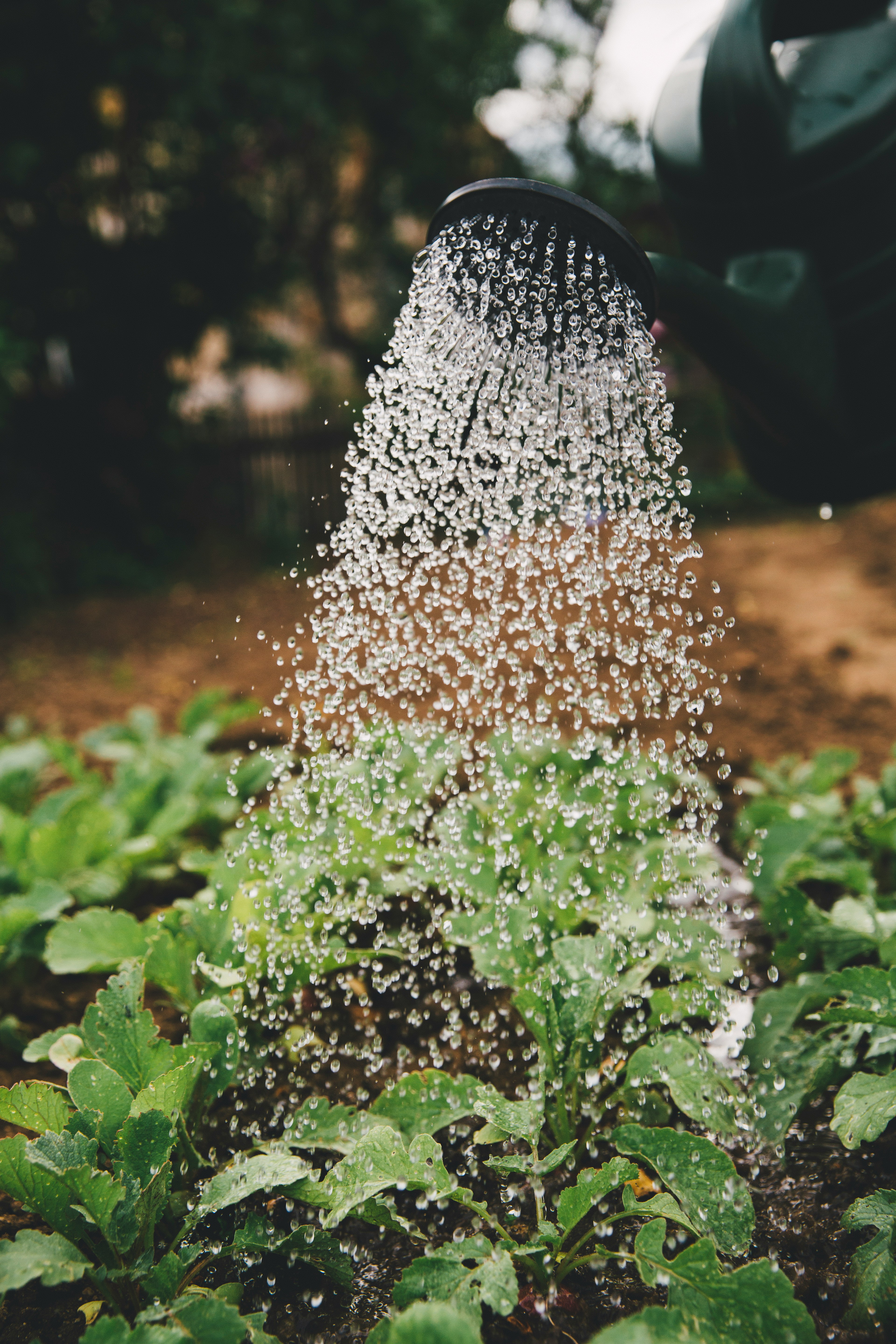 Plantas en macetas en un balcón soleado en verano